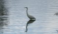 grande aigrette© tchikedou