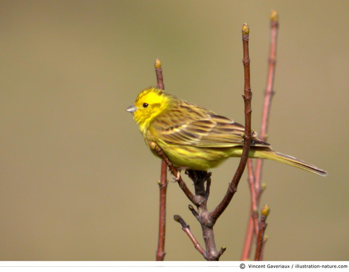 Bruant jaune (Emberiza citrinella)