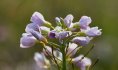 Cardamine des prés © PNRSE