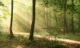 forêt de Raismes-Saint Amand Wallers©David Delecourt