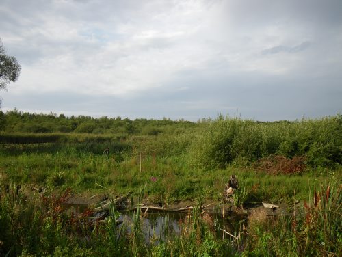 tourbière de Marchiennes